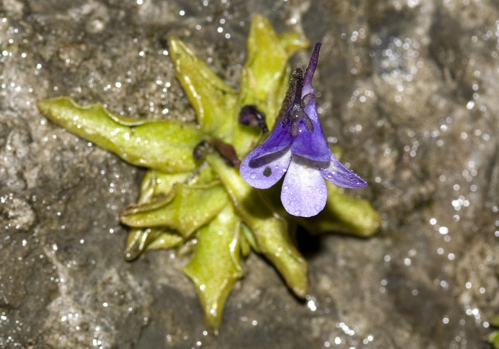 Pinguicula reichenbachiana / Erba unta di Reichenbach